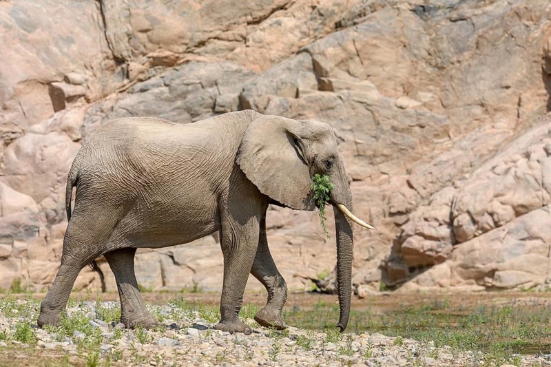 Desert elephant (Loxodonta africana) in the Hoarusib dry river, Kaokoveld, Kunene region, Namibia, Africa