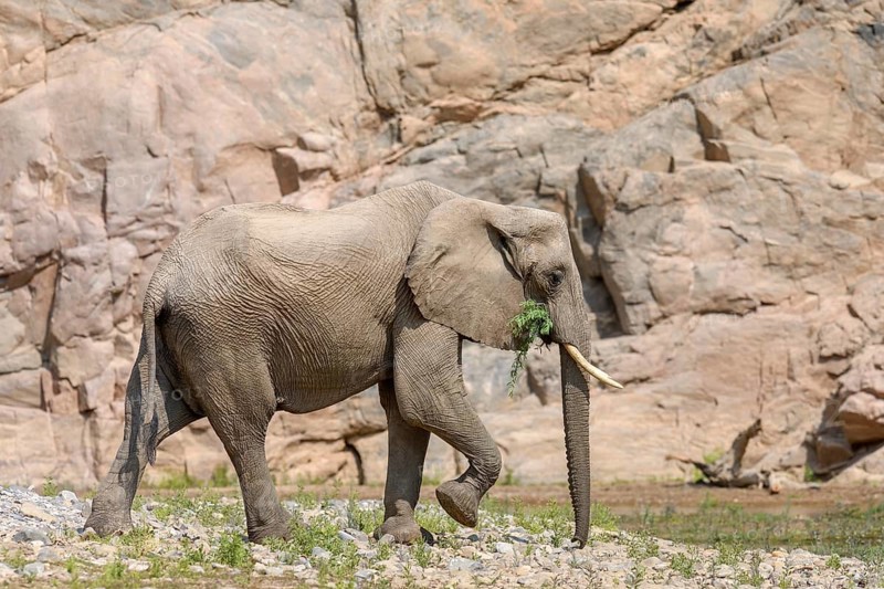 Desert elephant (Loxodonta africana) in the Hoarusib dry river, Kaokoveld, Kunene region, Namibia, Africa