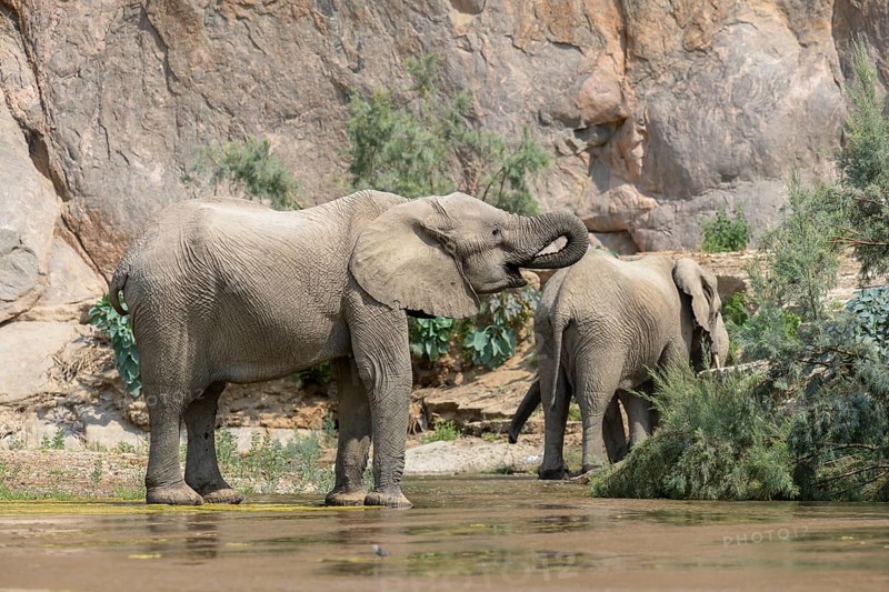 Desert elephants (Loxodonta africana) in the Hoarusib dry river, Kaokoveld, Kunene region, Namibia, Africa