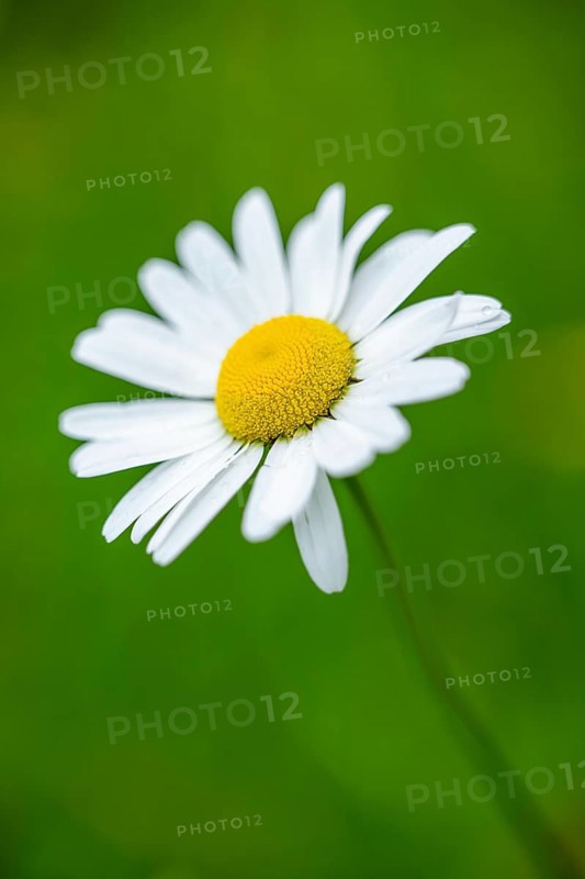 Close-up of oxeye daisy (leucanthemum vulgare) blossoms in spring, Bavaria, Germany, Europe
