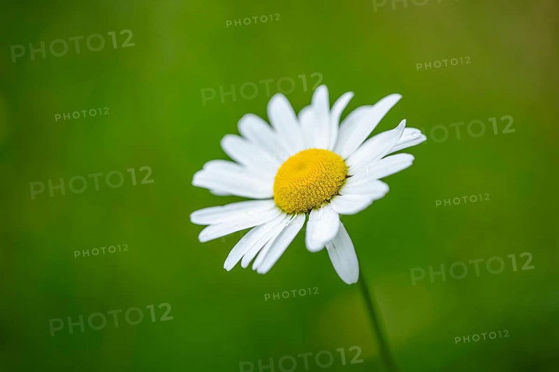 Close-up of oxeye daisy (leucanthemum vulgare) blossoms in spring, Bavaria, Germany, Europe