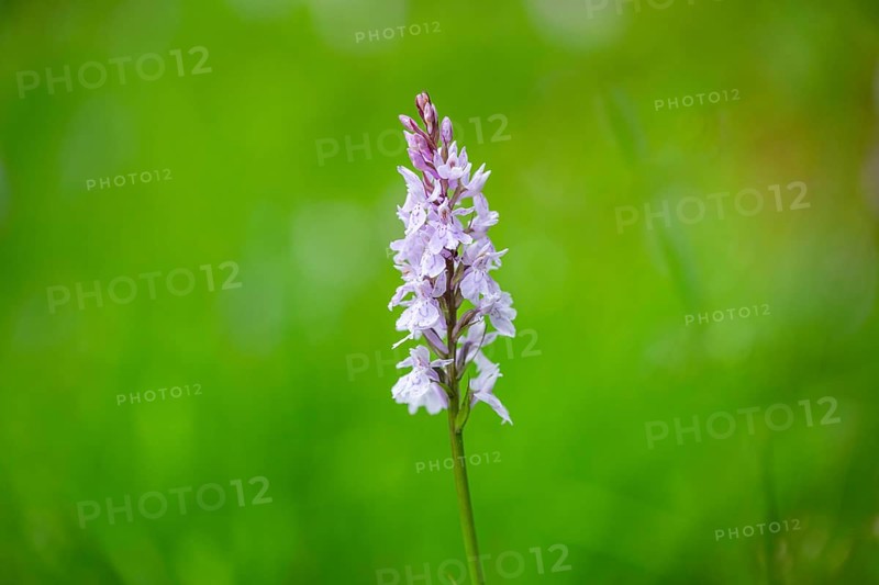 Close-up of broad-leaved marsh orchid (dactylorhiza majalis) blossoms in spring, Bavaria, Germany, Europe