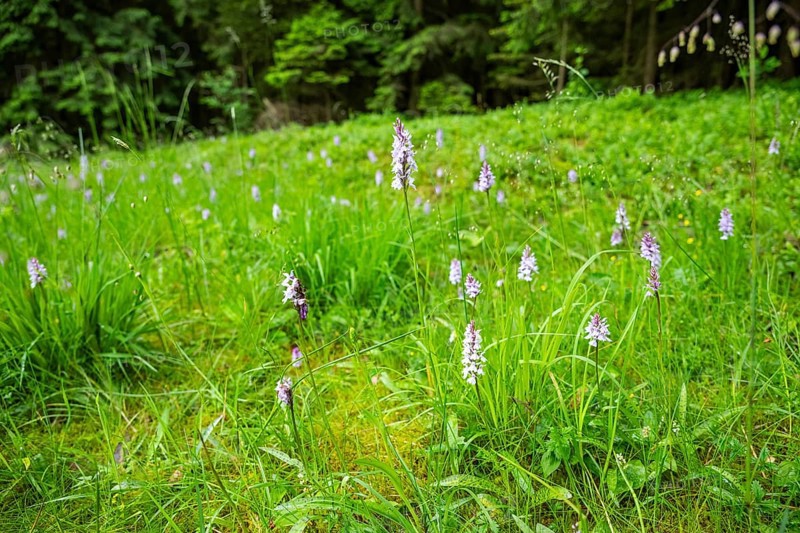 Close-up of broad-leaved marsh orchid (dactylorhiza majalis) blossoms in spring, Bavaria, Germany, Europe