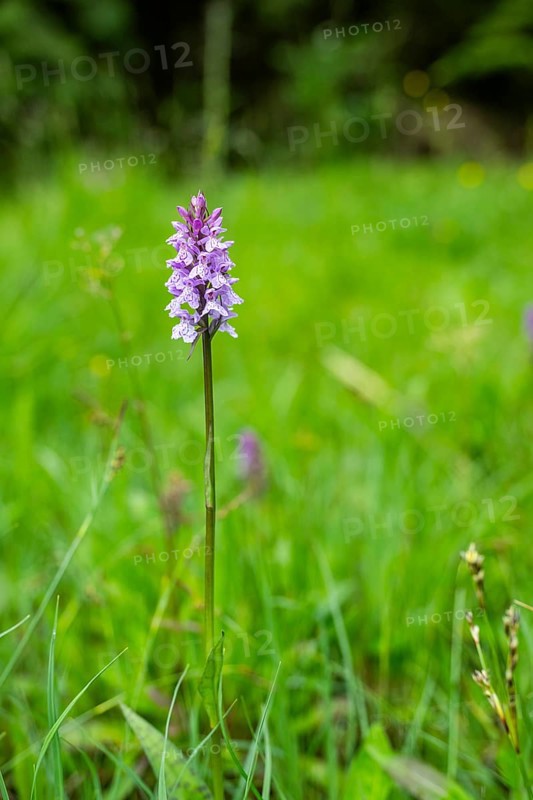 Close-up of broad-leaved marsh orchid (dactylorhiza majalis) blossoms in spring, Bavaria, Germany, Europe
