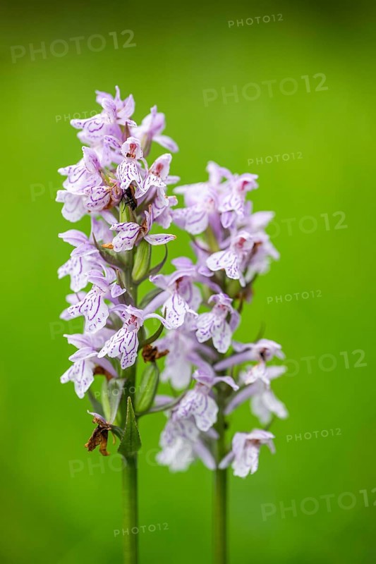 Close-up of broad-leaved marsh orchid (dactylorhiza majalis) blossoms in spring, Bavaria, Germany, Europe