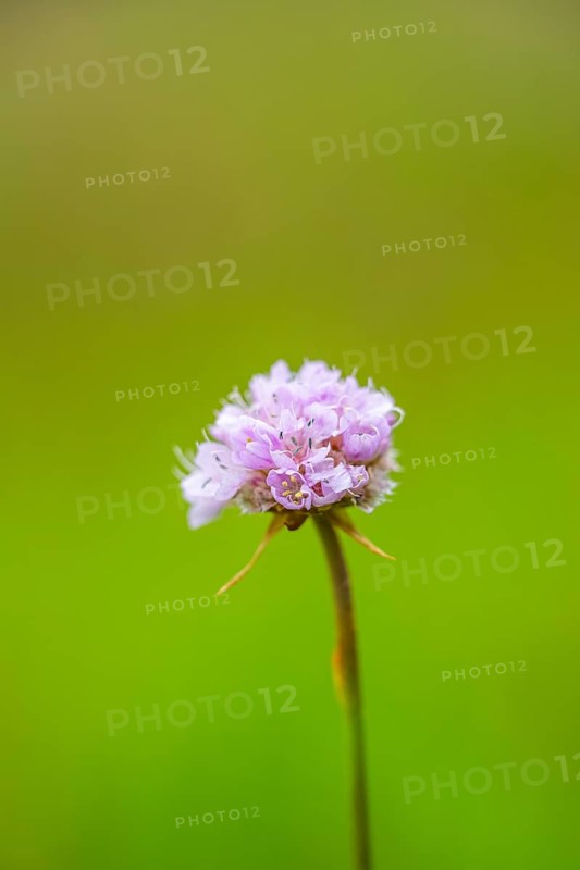 Close-up of common foxglove sea thrift (armeria maritima) blossoms in spring, Bavaria, Germany, Europe