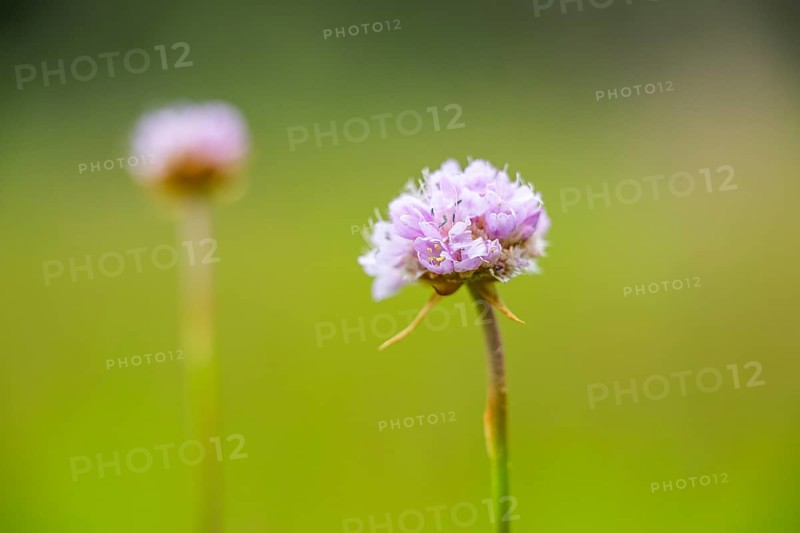 Close-up of common foxglove sea thrift (armeria maritima) blossoms in spring, Bavaria, Germany, Europe