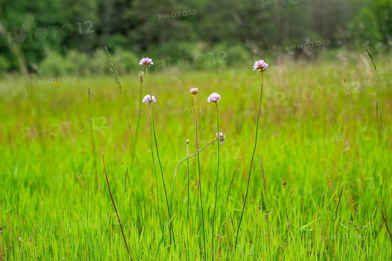 Close-up of common foxglove sea thrift (armeria maritima) blossoms in spring, Bavaria, Germany, Europe