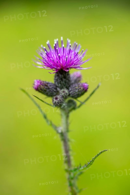 Close-up of a European swamp thistle (Cirsium palustre) blossom in spring, Bavaria, Germany, Europe