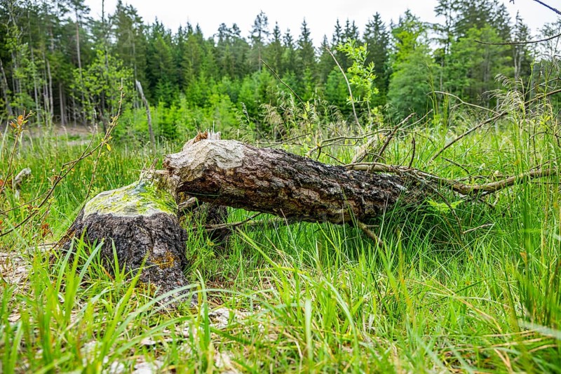 Close-up of a tree felled by a European beaver (Castor fiber) lying grass, Upper Palatinate, Bavaria, Germany, Europe