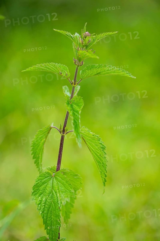 Common nettle (Urtica dioica), detail, spring, Bavaria, Germany, Europe