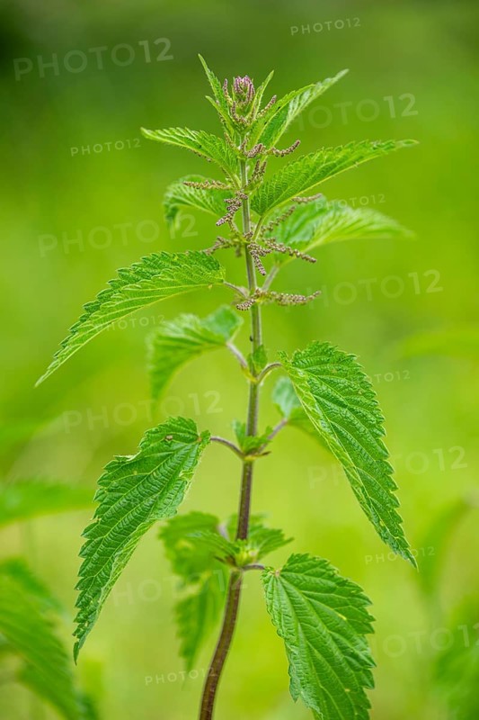 Common nettle (Urtica dioica), detail, spring, Bavaria, Germany, Europe