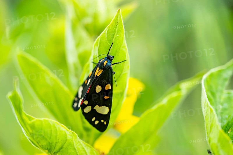Scarlet tiger moth (Callimorpha dominula), Bavaria, Germany, Europe