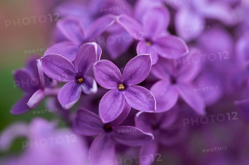 Close-up of common lilac (Syringa vulgaris) blossoms in spring, Bavaria, Germany, Europe