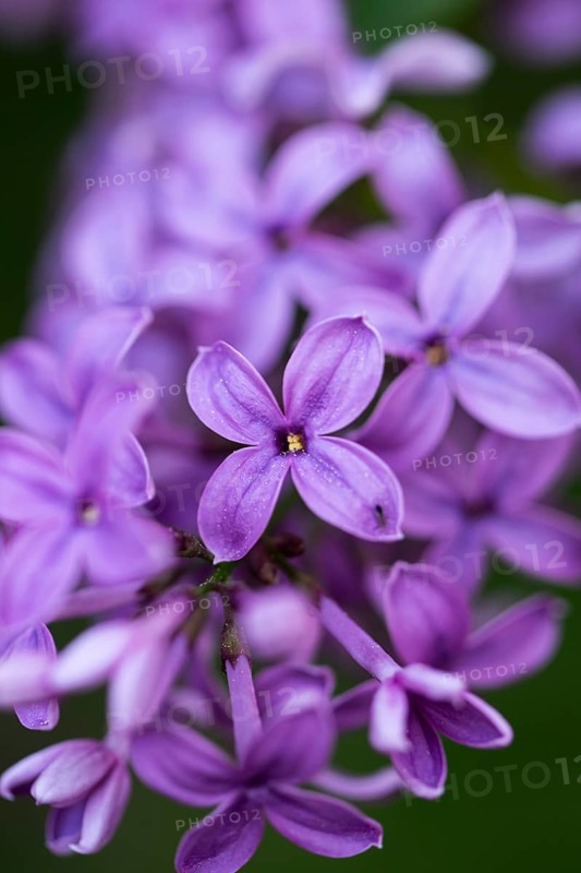 Close-up of common lilac (Syringa vulgaris) blossoms in spring, Bavaria, Germany, Europe