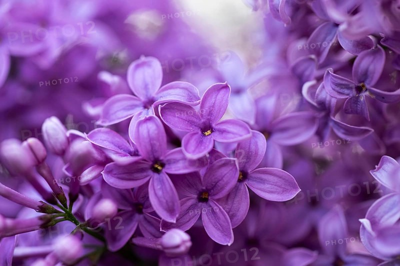 Close-up of common lilac (Syringa vulgaris) blossoms in spring, Bavaria, Germany, Europe