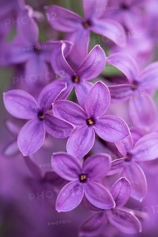 Close-up of common lilac (Syringa vulgaris) blossoms in spring, Bavaria, Germany, Europe