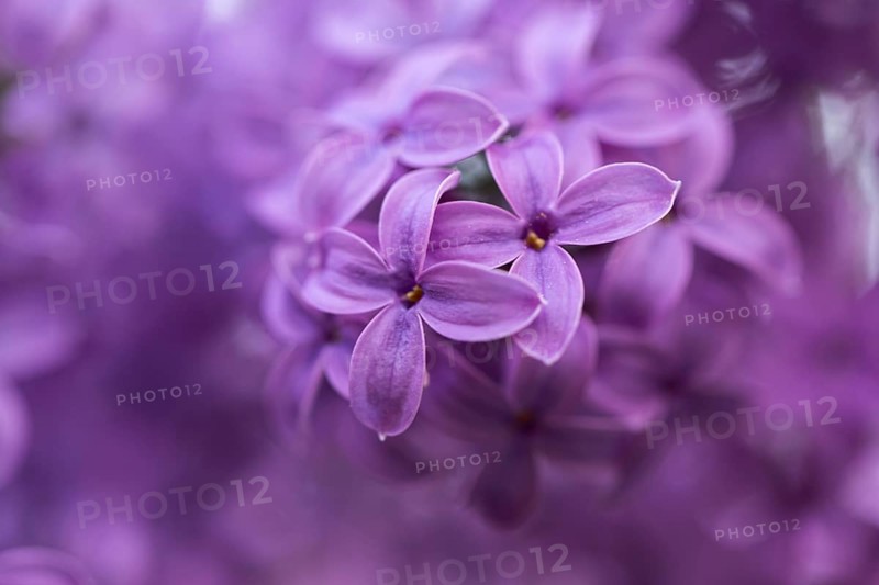 Close-up of common lilac (Syringa vulgaris) blossoms in spring, Bavaria, Germany, Europe