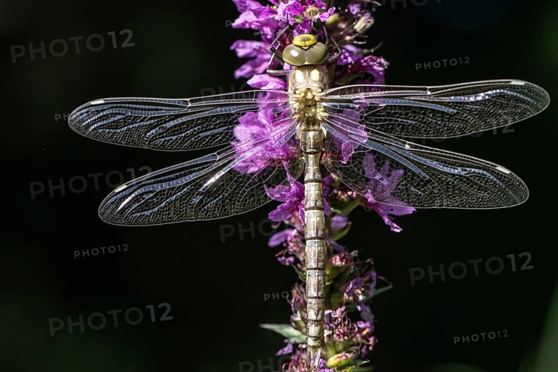 Southern Hawker (Aeshna cyanea), Emsland, Lower Saxony, Germany, Europe