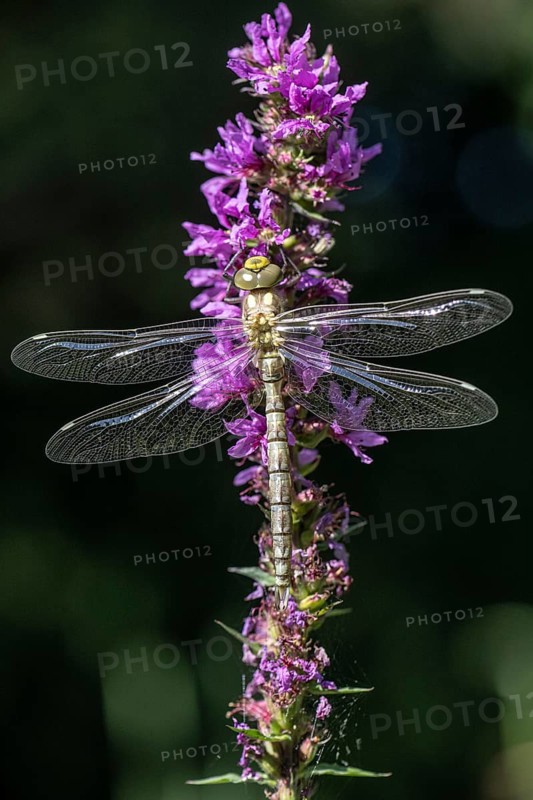 Southern Hawker (Aeshna cyanea), Emsland, Lower Saxony, Germany, Europe