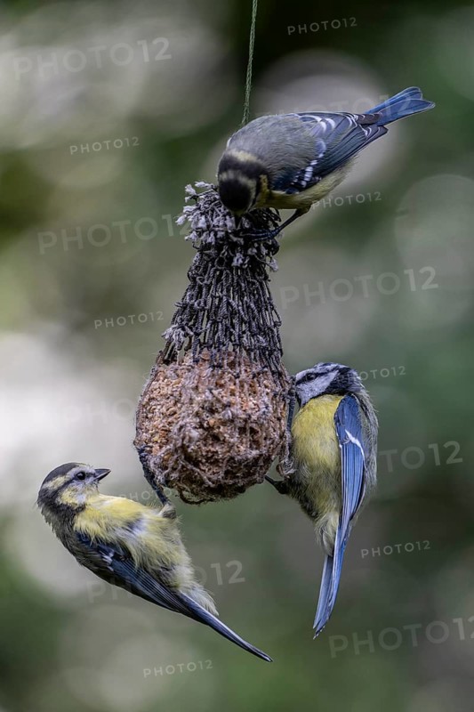 Blue tits (Parus caerulea) at the tit dumpling, Emsland, Lower Saxony, Germany, Europe