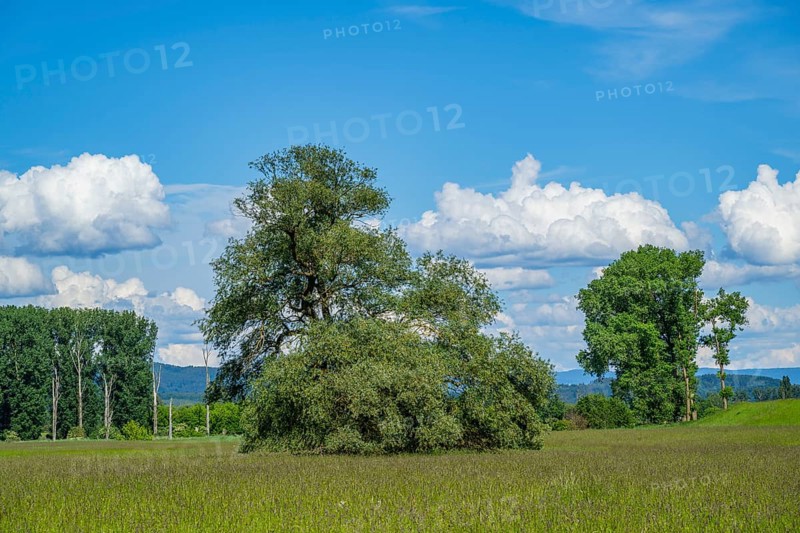 An old cradle (Salix fragilis) stands on a tall meadow, above it big clouds in the sky near Pfatter, Upper Palatinate, Bavaria, Germany, Europe
