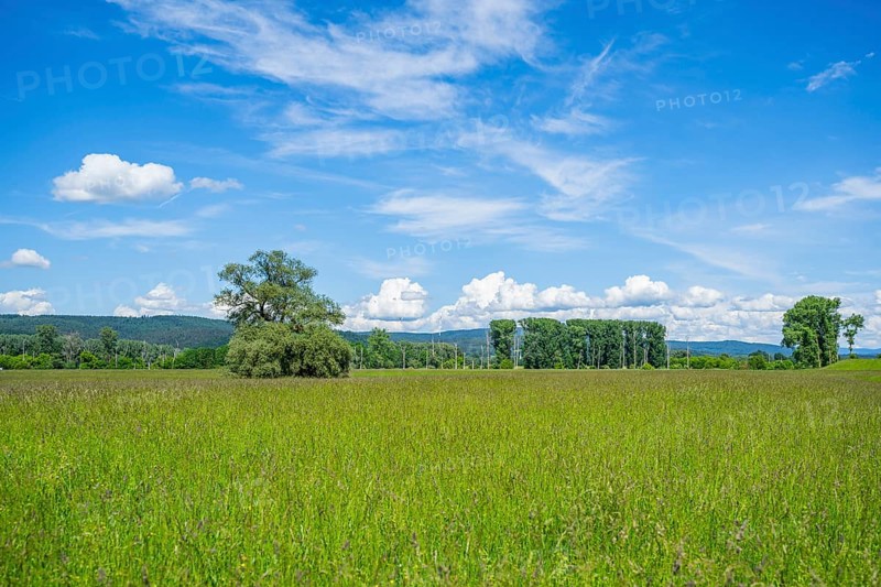 An old cradle (Salix fragilis) stands on a tall meadow, above it clouds in the sky near Pfatter, Upper Palatinate, Bavaria, Germany, Europe