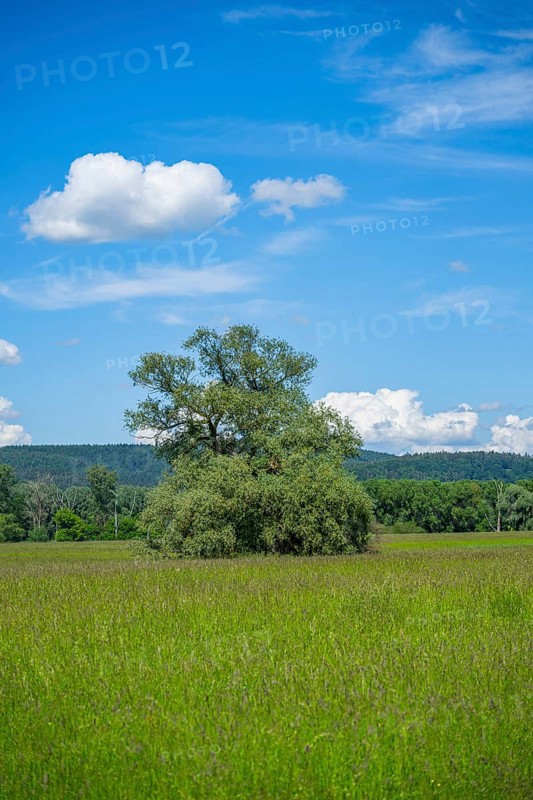 An old cradle (Salix fragilis) stands on a tall meadow, above it clouds in the sky near Pfatter, Upper Palatinate, Bavaria, Germany, Europe