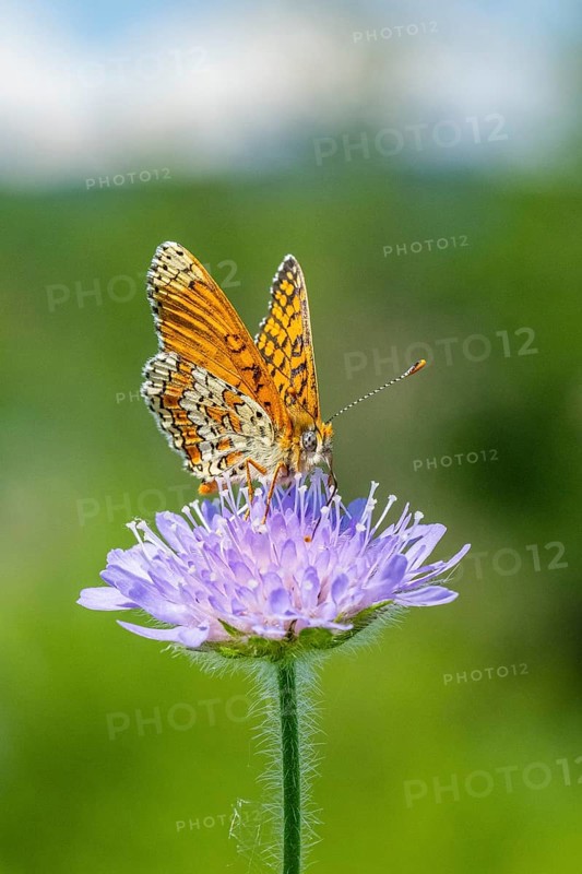 Glanville fritillary (Melitaea cinxia) on a Field scabious (Knautia arvensis) blossom, Bavaria, Germany, Europe
