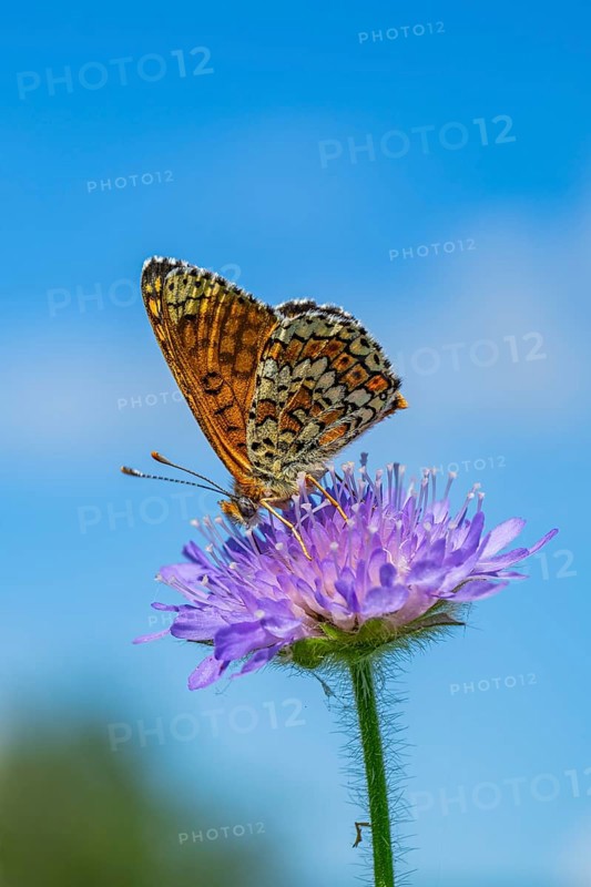 Glanville fritillary (Melitaea cinxia) on a Field scabious (Knautia arvensis) blossom, Bavaria, Germany, Europe