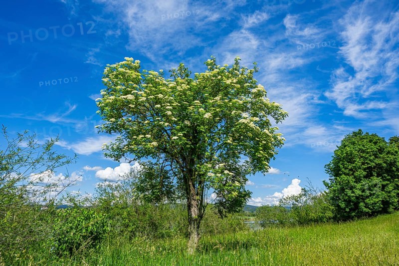 European elder (Sambucus nigra) blooming, Upper Palatinate, Bavaria, Germany, Europe
