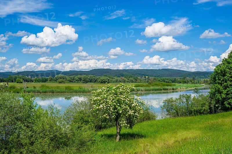European elder (Sambucus nigra) blooming in front of Danubia river with reflection of the landscape and Clouds, Upper Palatinate, Bavaria, Germany, Europe