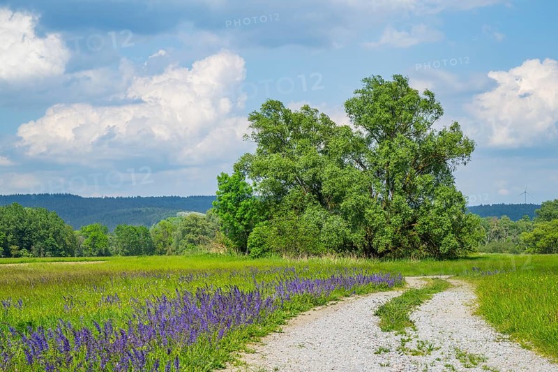 Meadow clary (Salvia pratensis) blossoms growing in a meadow beside a little road, Bavaria, Germany, Europe