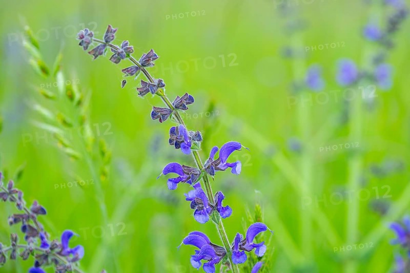Close-up of a meadow clary (Salvia pratensis) blossom in spring, Bavaria, Germany, Europe