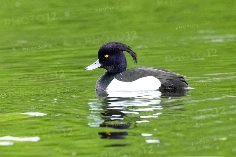 Tufted pochard (Aythya fuligula) male swimming in a lake, Bavaria, Germany, Europe