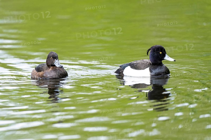 Tufted pochard (Aythya fuligula) couple swimming in a lake, Bavaria, Germany, Europe