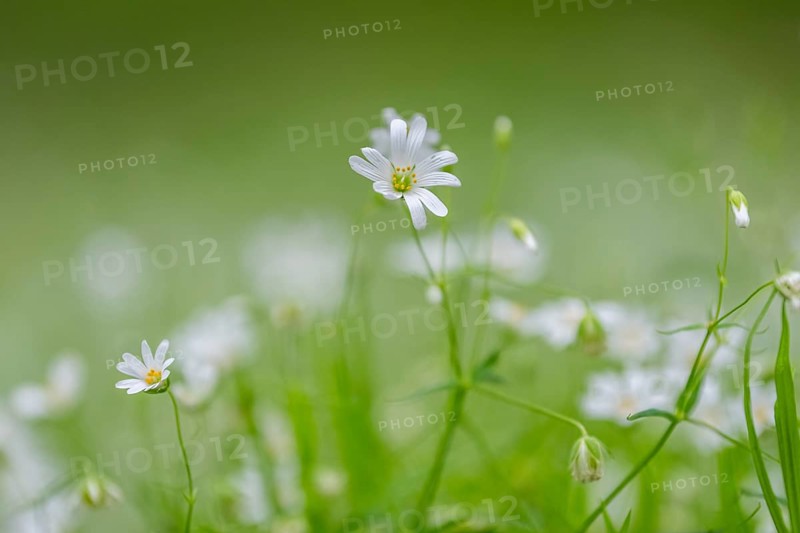 Close-up of greater stitchwort (Rabelera holostea) blossoms in spring, Bavaria, Germany, Europe