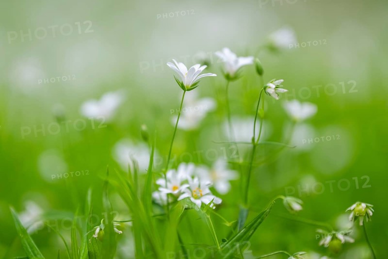 Close-up of greater stitchwort (Rabelera holostea) blossoms in spring, Bavaria, Germany, Europe