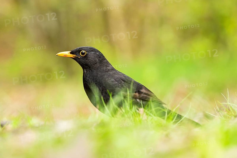 Common blackbird (Turdus merula) on a meadow, Bavaria, Germany, Europe