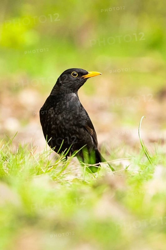Common blackbird (Turdus merula) on a meadow, Bavaria, Germany, Europe