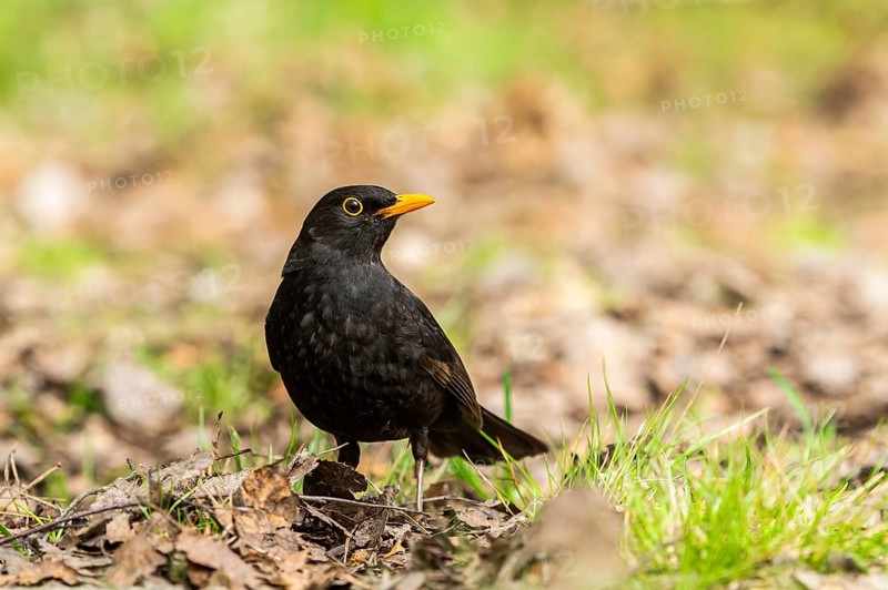 Common blackbird (Turdus merula) on a meadow, Bavaria, Germany, Europe