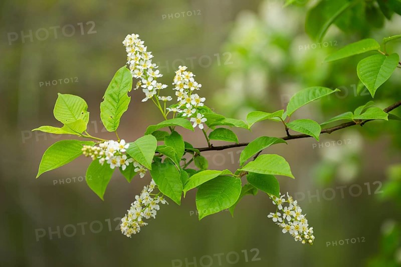 Close-up of bird cherry (Prunus padus) blossoms in spring, Bavaria, Germany, Europe