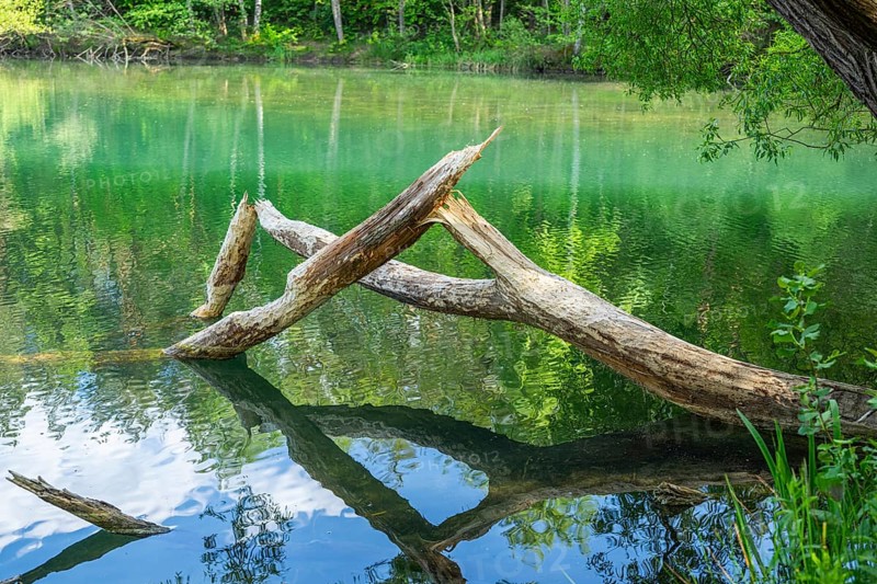 Close-up of a tree felled by a European beaver (Castor fiber) lying in the water, Franconia, Bavaria, Germany, Europe