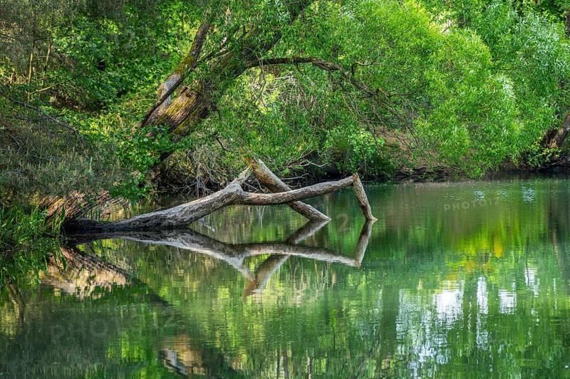 Close-up of a tree felled by a European beaver (Castor fiber) lying in the water, Franconia, Bavaria, Germany, Europe