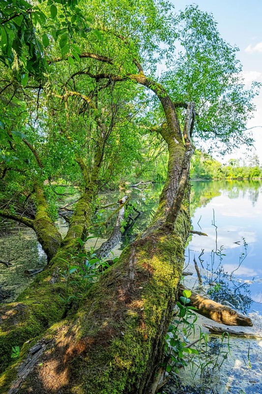 Brittle willow (Salix fragilis) at a lake, Bavaria, Germany, Europe