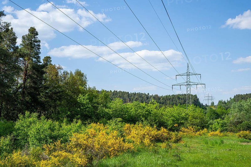 Power line in front of a blue sky above yellow flowering broom bushes, hairy greenweed (Genista pilosa), Spring, Bavaria, Germany, Europe