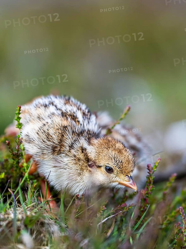 Chick of Red-legged Partridge, Alectoris rufa, North York Moors National Park, Yorkshire, England, United Kingdom, Europe