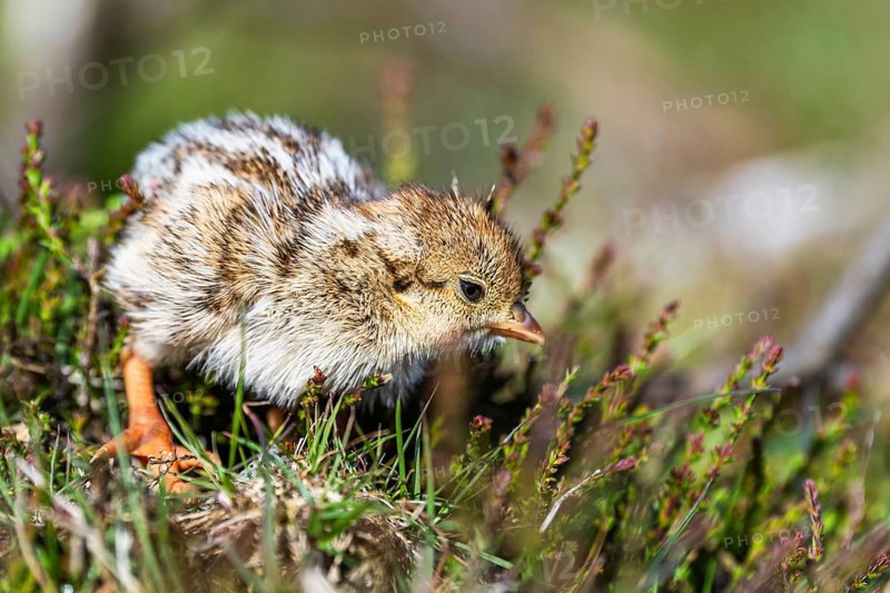 Chick of Red-legged Partridge, Alectoris rufa, North York Moors National Park, Yorkshire, England, United Kingdom, Europe