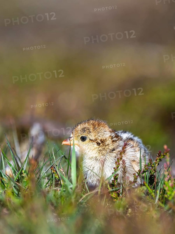 Chick of Red-legged Partridge, Alectoris rufa, North York Moors National Park, Yorkshire, England, United Kingdom, Europe