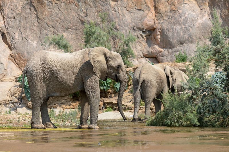 Desert elephants (Loxodonta africana) in the Hoarusib dry river, Kaokoveld, Kunene region, Namibia, Africa